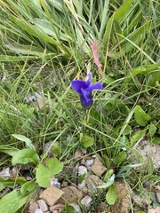 Gentianopsis thermalis