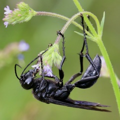 Sphex pensylvanicus