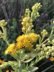 Solidago rigida
