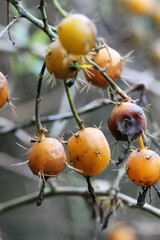 Pereskia aculeata