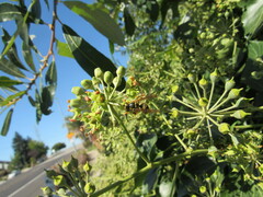Vespula pensylvanica