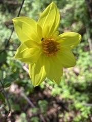Dahlia coccinea