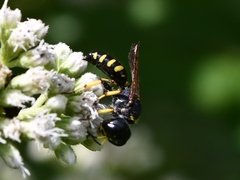 Ectemnius