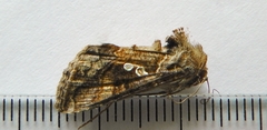 Chrysodeixis includens