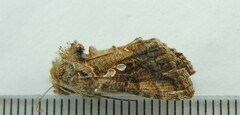 Chrysodeixis includens