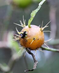 Pereskia aculeata