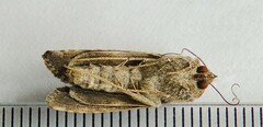 Chrysodeixis includens