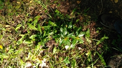 Gentiana cruciata