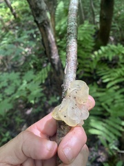 Tremella