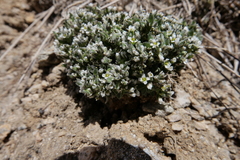 Draba breweri