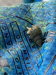 Ilyanassa trivittata