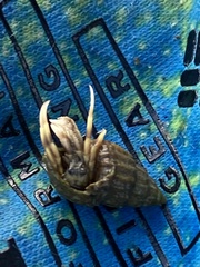 Ilyanassa trivittata