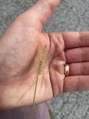 Setaria parviflora
