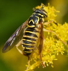 Spilomyia longicornis