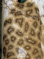 Botryllus
