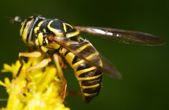 Spilomyia longicornis