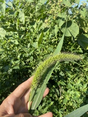 Setaria viridis