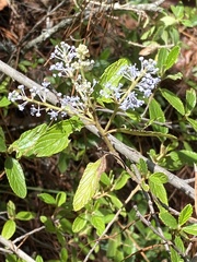 Ceanothus caeruleus