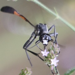 Ammophila procera