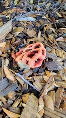Clathrus ruber