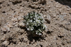 Draba breweri