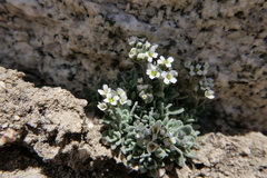 Draba breweri