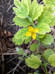 Chelidonium majus