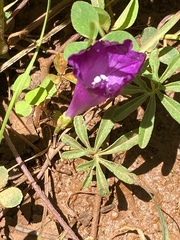 Ipomoea plummerae