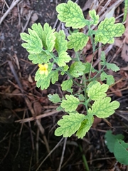 Chelidonium majus