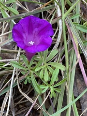 Ipomoea plummerae