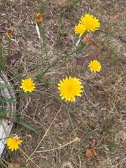 Scorzoneroides autumnalis