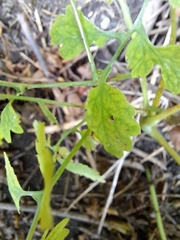 Chelidonium majus