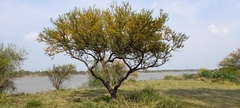 Vachellia caven