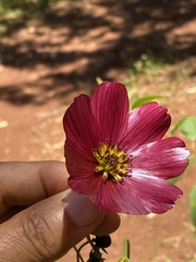 Cosmos scabiosoides