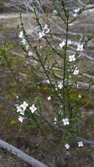 Cyanothamnus coerulescens