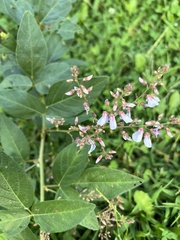 Desmodium perplexum