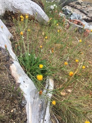 Scorzoneroides autumnalis