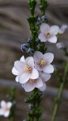 Cyanothamnus coerulescens
