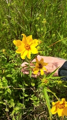 Bidens polylepis