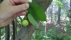 Malus baccata