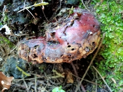 Pseudoinonotus dryadeus