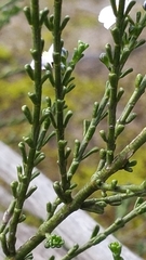 Cyanothamnus coerulescens