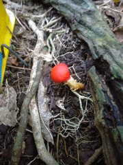 Leratiomyces erythrocephalus