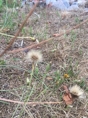 Scorzoneroides autumnalis