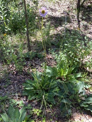 Iostephane heterophylla