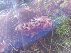 Pseudoinonotus dryadeus