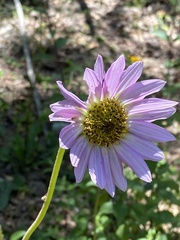 Iostephane heterophylla
