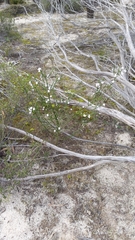 Cyanothamnus coerulescens