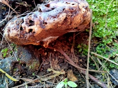 Pseudoinonotus dryadeus