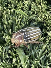 Polyphylla decemlineata